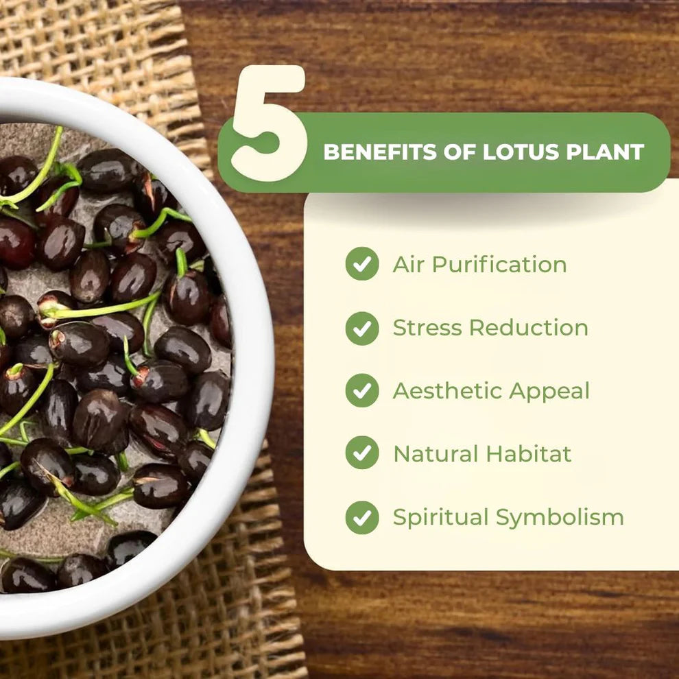 Bonsai Lotus Flower Seeds (100pc)