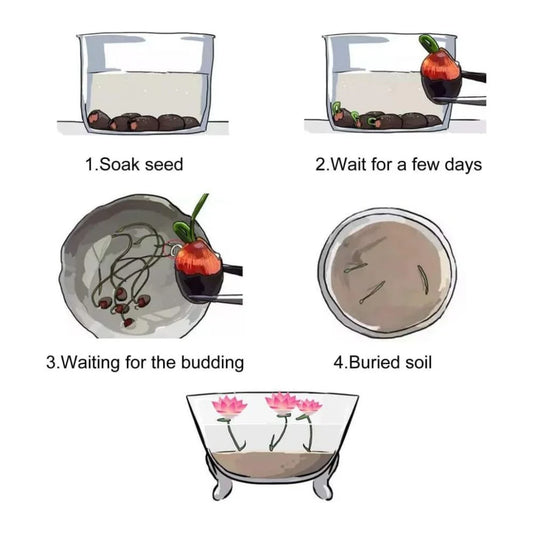 Bonsai Lotus Flower Seeds (100pc)