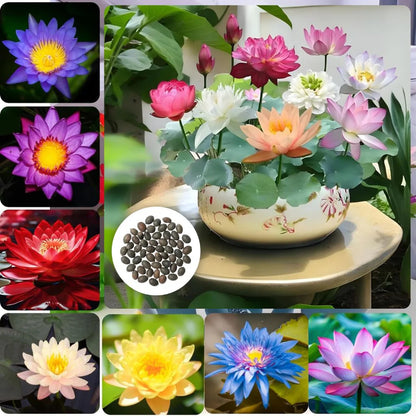 Bonsai Lotus Flower Seeds (100pc)