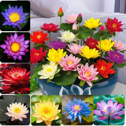 Bonsai Lotus Flower Seeds (100pc)
